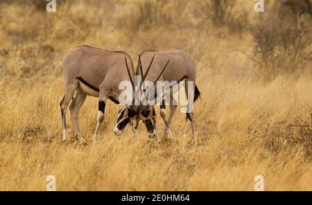 Ostafrika, oder Beisa, Oryx (Oryx beisa) kämpfen Stockfoto