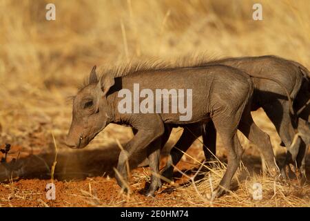 Gewöhnliche Warzenschweine (Phacochoerus africanus) Ferkel Stockfoto