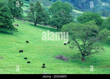 Rinder im South Umpqua River Valley, Myrtle Creek Canyonville Scenic Historic Tour Route, Douglas County, Oregon Stockfoto