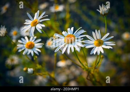 Blüte. Kamille. Blühendes Kamillenfeld, Kamille blüht im Sommer auf einer Wiese. Stockfoto