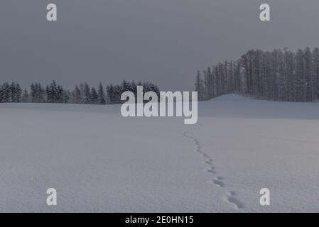 Tierspuren, die über ein schneebedecktes Feld zu einer Baumreihe führen, Niseko, Hokkaido Stockfoto