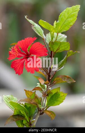 Rote Hibiskusblüte in Okinawa, Japan Stockfoto