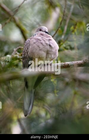 Spotted Dove - Spilopelia chinensis, gemeinsame schöne Taube aus südostasiatischen Wäldern und Gärten, Sri Lanka. Stockfoto