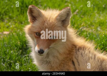 Nahaufnahme eines jungen Fuchses, der an einem warmen, sonnigen Tag in die Kamera schaut. Stockfoto