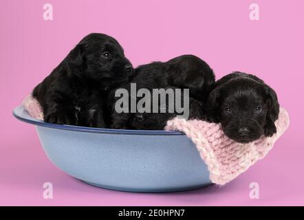 Vier niedliche Zwergschnauzer Welpen sitzen und liegen zusammen Eine blaue Schale isoliert auf einem rosa Hintergrund Stockfoto