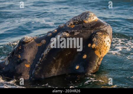 Right Wal, Patagonien, Argentinien Stockfoto