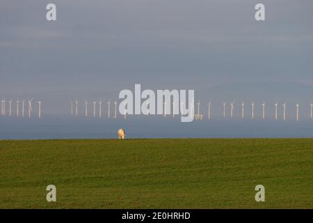 Robin Rigg Off-Shore Wind Farm, mit einem grasenden Schaf im Vordergrund, Flimby Brow, Cumbria, England, Vereinigtes Königreich Stockfoto