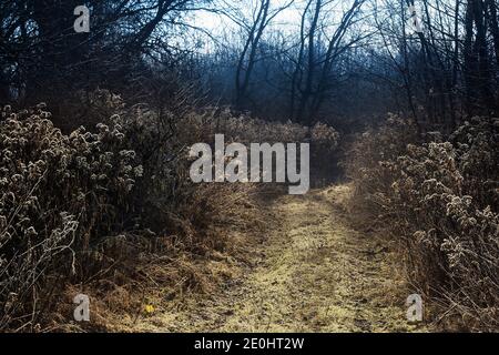 Ländlicher Weg, der durch Büsche zum dunklen Wald führt Wintermorgen Stockfoto
