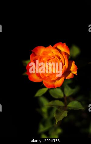 Gelb orange rote Rose Blütenblütenpaar mit grünen Blättern auf schwarzem Hintergrund. valentinstag-Konzept, selektiver Fokus. Stockfoto