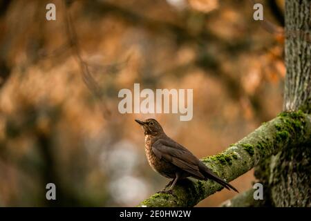 Singdrossel auf einem Baum im Herbst Stockfoto