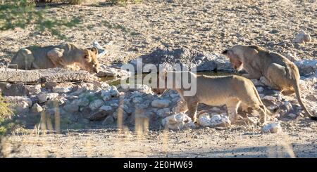 Kalahari Löwenjungen (Panthera Leo) im Caspers Draai Wasserloch ar Dawn, Kgalagadi Transfrontier Park, Kalahari, Nordkap, Südafrika. IUCN Rot Li Stockfoto