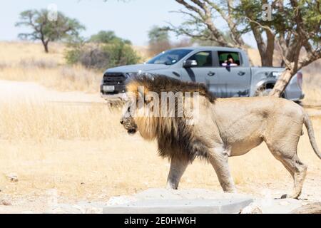 Kalahari Lion (Panthera Leo), Kgalagadi Transfrontier Park, Kalahari, Südafrika. Männchen mit Touristenfahrzeug auf Selbstfahrtsafari. IUCN Red gelistet Stockfoto