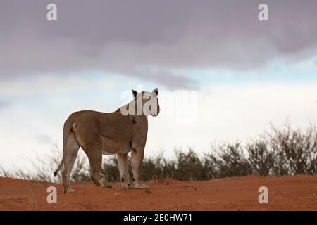 Kalahari Lion (Panthera Leo), Kgalagadi Transfrontier Park, Kalahari, Nordkap, Südafrika. Löwin beobachtet einen Sturm von der Spitze einer roten Düne Stockfoto