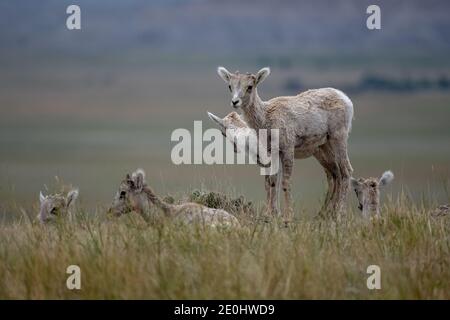Gruppe von Big Horn Schafe Lämmer versammeln sich in grasbewachsenen Feld Im Badlands National Park Stockfoto