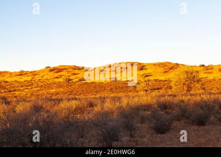 Kalahari rote Dünenlandschaft bei Sonnenuntergang in goldenem Licht, Kgalagadi Transfrontier Park, Nordkap, Südafrika Stockfoto