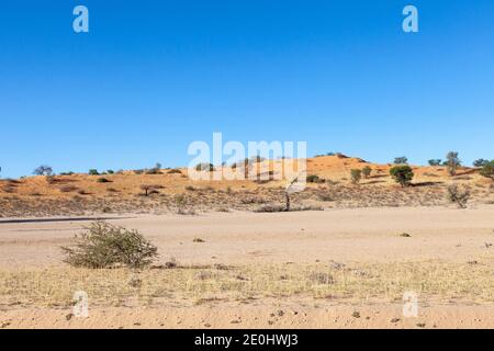 Abendlicht über dem trockenen Auob River und roten Sanddünen des Kalahari, Kgalagadi Transfrontier Park, Northern Cape, Südafrika Stockfoto