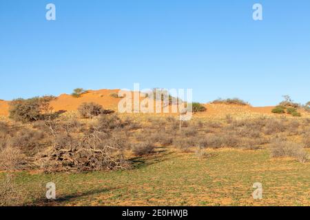 Eingestürzter Kameldornbaum im Auob River gegen rote Kalahari-Dunsteine bei Sonnenuntergang, Kgalagadi, Transfrontier Park, Nordkap, Südafrika Stockfoto