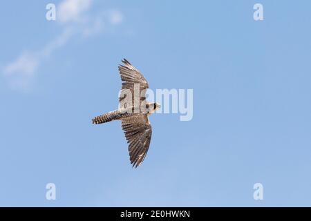 Lanner Falcon (Falco biarmicus) im Flug / Flug im Kgalagadi Transfrontier Park, Kalahari, Nordkap, Südafrika Stockfoto