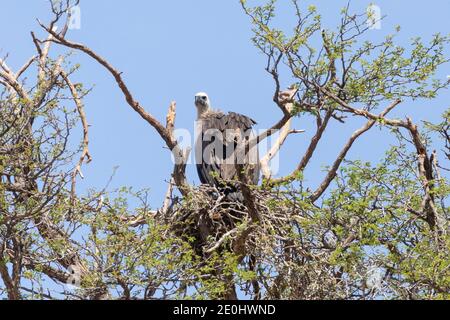 Weißrückengeier (Gyps africanus) Kglagadi Transfrontier Park, Kalahari, Nordkap, Südafrika. IUCN Rote Liste von vom Aussterben bedrohten Arten Stockfoto