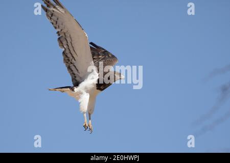 Schwarzkastiger Schlangenadler im Flug (Circaetus pectoralis), Kgalagadi Transfrontier Park, Kalahari, Nordkap, Südafrika Stockfoto