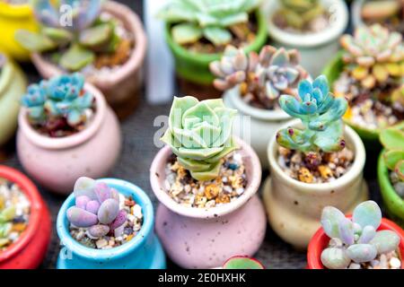 Peng Succulents Stall am Greenwich Market, London, Großbritannien Stockfoto