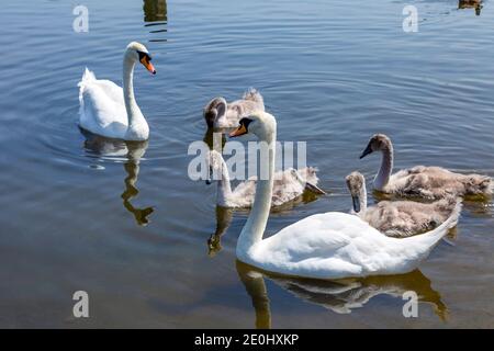 Eine Schwanenfamilie am Serpentine Lake im Hyde Park, London, Großbritannien Stockfoto