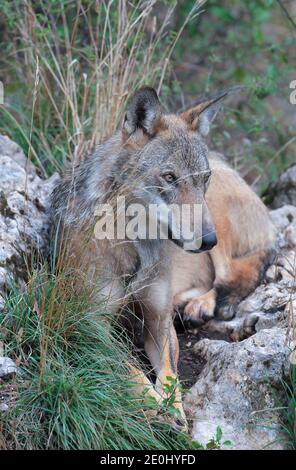 Der Wolf in der Fauna von Civitella Alfedena, Abruzzen, Italien Stockfoto