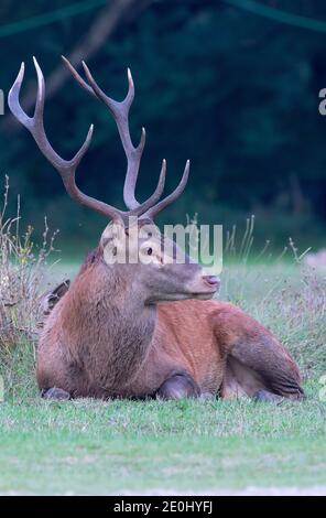 Rothirsch (Cervus elaphus) Hirsch brüllend während der herbstlichen Furche, Villetta Barrea, Abruzzen, Italien Stockfoto