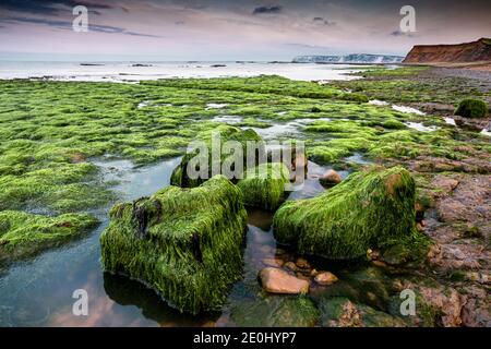 Mit Algen bedeckte Felsen in Compton Bay auf der Isle of Wight, England, Großbritannien Stockfoto