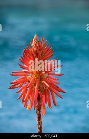 Kaktusblume. Extreme Nahaufnahme. Blauer Hintergrund. Stockbild. Stockfoto
