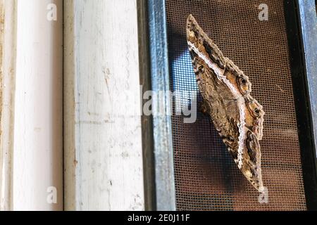 Erebid Motte (Ascalapha odorata), alias die schwarze Hexe, lokal bekannt als 'Ura', auf dem Fensterschirm. Ist eine große Fledermaus geformte, dunkel gefärbte Nachtmotte Stockfoto