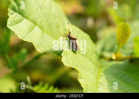 Coreus marginatus oder der Dockwanzen auf einem grünen Blatt. Coreus marginatus ist eine pflanzenfressende Art von echtem Käfer. Für Text platzieren. Stockfoto