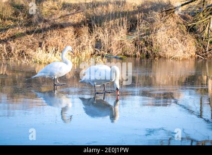 Schwäne wandern auf Eis, Rogalin Landscape Park. Winterlandschaft im Wartatal, Oxbow Seen. Stockfoto