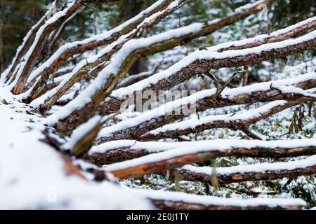Schneebedecktes Totholz im Wald bei Lauterbrunnen (Schweiz) Stockfoto