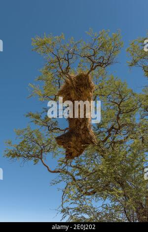 Geselliger Webervogel, Philetairus socius, nistet auf einem Ast, Namibia Stockfoto