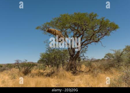 Geselliger Webervogel, Philetairus socius, nistet auf einem Ast, Namibia Stockfoto