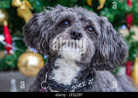 Unser frech Shih Tzu/Pudel Kreuz Stockfoto