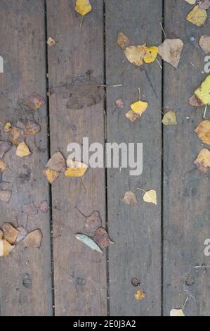 Hintergrund Textur mit alten Holztisch und herbstliche Blätter in spanien Stockfoto