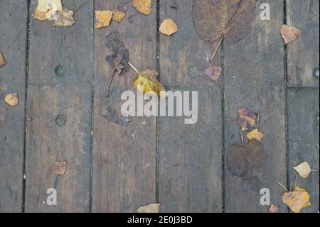 Hintergrund Textur mit alten Holztisch und herbstliche Blätter in spanien Stockfoto