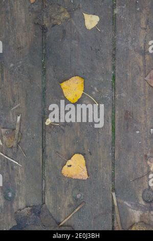 Hintergrund Textur mit alten Holztisch und herbstliche Blätter in spanien Stockfoto