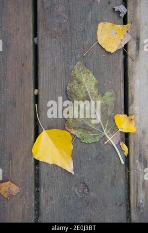 Hintergrund Textur mit alten Holztisch und herbstliche Blätter in spanien Stockfoto