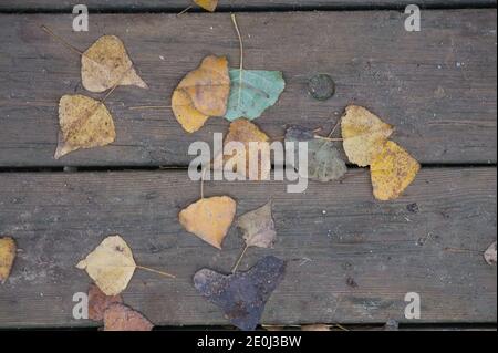 Hintergrund Textur mit alten Holztisch und herbstliche Blätter in spanien Stockfoto