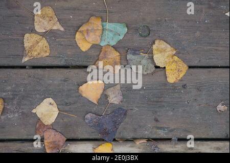 Hintergrund Textur mit alten Holztisch und herbstliche Blätter in spanien Stockfoto