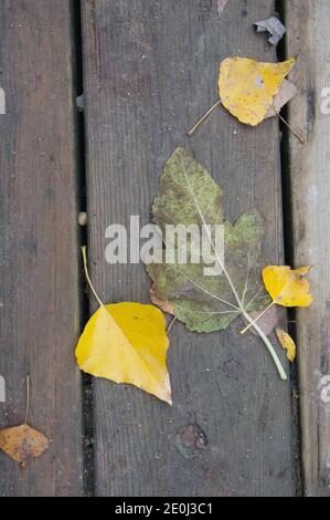 Hintergrund Textur mit alten Holztisch und herbstliche Blätter in spanien Stockfoto