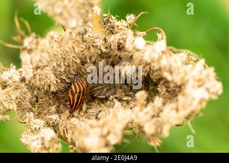 Der italienische Bug, Bug-Tiger, Bug-Wal, Bettwanzen-gestreift, Bar stinken Bug, graphosoma lineatum auf der Blume von wildem Dill Stockfoto