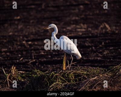 Weißer Reiher in Staten Island Preserve, Kalifornien Stockfoto