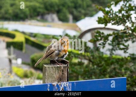 Ein sehr schmuddelig aussehender Europäer Robin Erithacus rubecula. Stockfoto