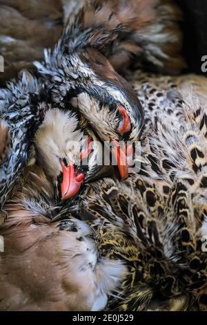 Ein Korsett von Rotbeinigen Rebhuhn - Alectoris rufa. Stockfoto