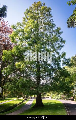 Metasequoia glyptostroboides Dawn Redwood Baum. Ein schnell wachsender pyramidialer großer Laubbaum, der in den Trenance Gardens in Newquay in Cornwall wächst. Stockfoto