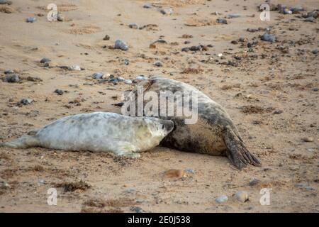Eine Mutter der Grauen Robbe (Halichoerus grypus) säugt ihren jungen Welpen an der Nord-Norfolk-Küste, Großbritannien Stockfoto